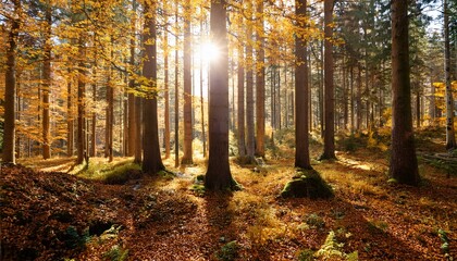 Fototapeta premium tranquil forest scene with tall trees golden leaves and soft sunlight filtering through the branches