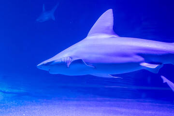 Sandbar shark or cardboard shark (Carcharhinus plumbeus), at the Oceanográfic aquarium, Valencia,...