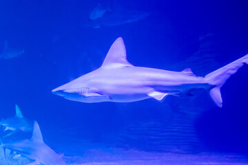 Sandbar shark or cardboard shark (Carcharhinus plumbeus), at the Oceanográfic aquarium, Valencia,...