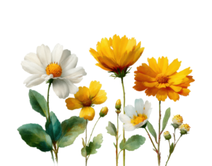 Colorful flower arrangement nature scene digital bright mood isolated on transparent background