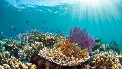 Vibrant coral reef ecosystem with clownfish anemone and sunbeams underwater