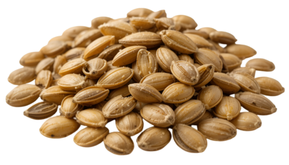 Pile of glistening, toasted barley grains, a nutritious cereal with a subtle nutty flavor isolated on transparent background