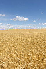 Weizenfeld vor blauem Himmel mit Wolken
