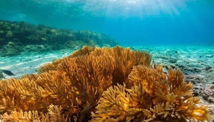 stunning underwater close up of vibrant golden coral polyps in crystal clear turquoise water sunlit shallows and tropical beach background