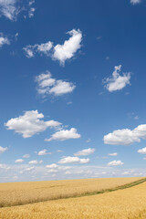 Weizenfeld vor blauem Himmel mit Wolken