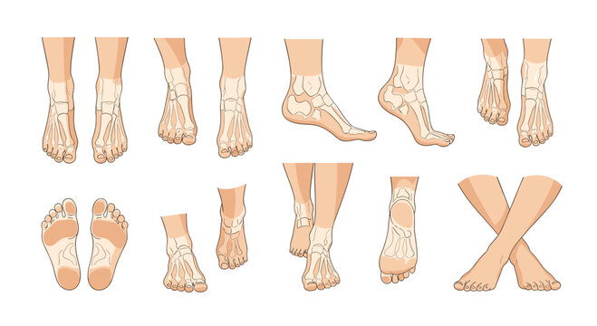 Visual guide to acupuncture points on the human foot and ankle explored through diverse anatomical views