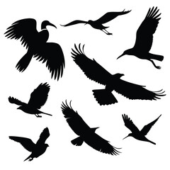 Obraz premium Silhouettes of birds