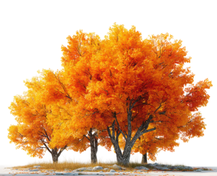 Autumn leaves falling forest clearing nature tranquil scene isolated on transparent background