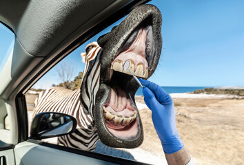 Zebra getting a dental checkup through a car window