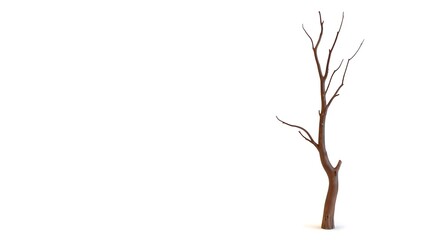 Obraz premium Single bare brown tree branch against stark white background winter