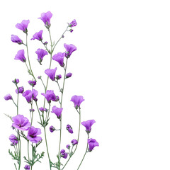 Elegant purple flowers with green stems blossoming beautifully on isolated background