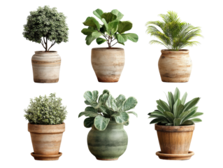 Plant collection home visual content relaxing atmosphere isolated on transparent background