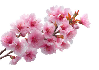 Cherry blossom blooming in spring nature beauty and serenity isolated on transparent background