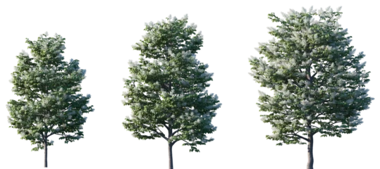 Fototapeten Khaki Set of Syringa reticulata Ivory Silk (Japanese Tree Lilac) frontal street png in sunny daylight on a transparent background perfectly cutout   © Viktoria