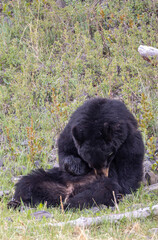 Black Bear in Yellowstone National Park Wyoming in Springtime