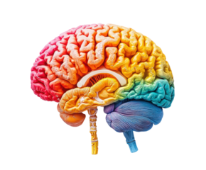 Exploring colorful brain functions and structures science lab infographic isolated on transparent background
