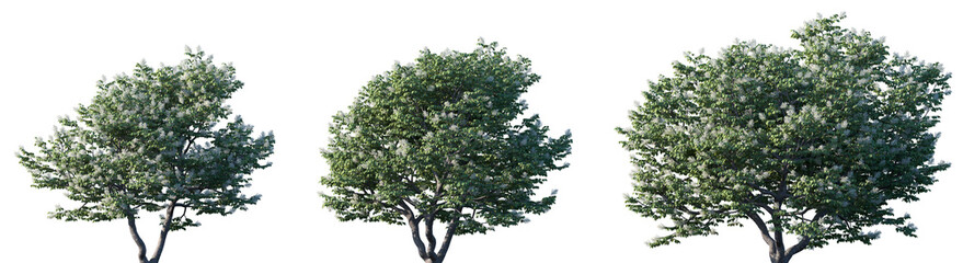 Set of Syringa reticulata Ivory Silk (Japanese Tree Lilac) frontal street png in sunny daylight on a transparent background perfectly cutout	