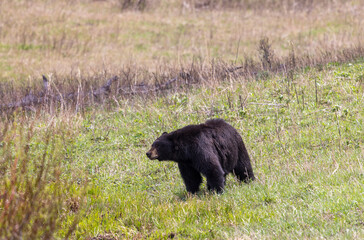 Black Bear in Yellowstone National Park Wyoming in Springtime