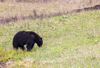 Fototapeta premium Black Bear in Yellowstone National Park Wyoming in Springtime