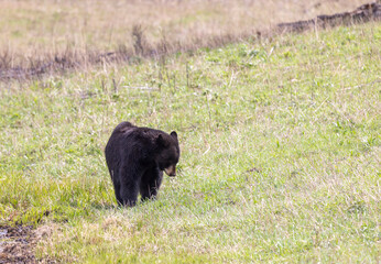 Black Bear in Yellowstone National Park Wyoming in Springtime