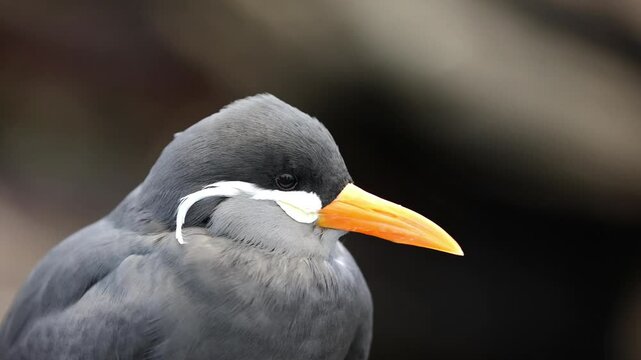Close-Up of Inca Tern (Larosterna inca) &ndash; 4K Detailed Footage of Unique Seabird