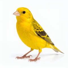 Vibrant yellow canary perched gracefully, showcasing avian beauty and delicate features on white background