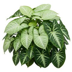A vibrant syngonium podophyllum arrowhead vine plant with green and white leaves isolated on transparent background
