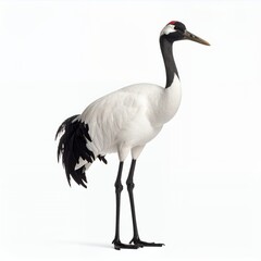Obraz premium Elegant red crowned crane with striking plumage standing gracefully isolated on white background