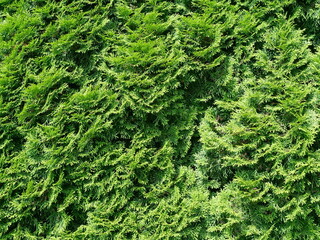 a large green thuja hedge, ideal as a texture or background. Versatile for garden, privacy...