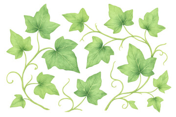 Watercolor rendering of lush green ivy branches, intricate leafage sprawling across transparent surface, perfect for botanical graphic elements