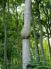Capture nature's artistry with this stunning tree burl! Despite its growth anomaly, it's a...