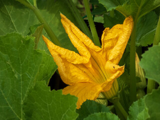 Bright Yellow Zucchini Blossom Nestled Amidst Green Leaves