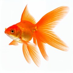 Graceful goldfish with vibrant orange scales swimming elegantly on white background