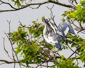 Juvenile Little Blue Heron Perched in Tree