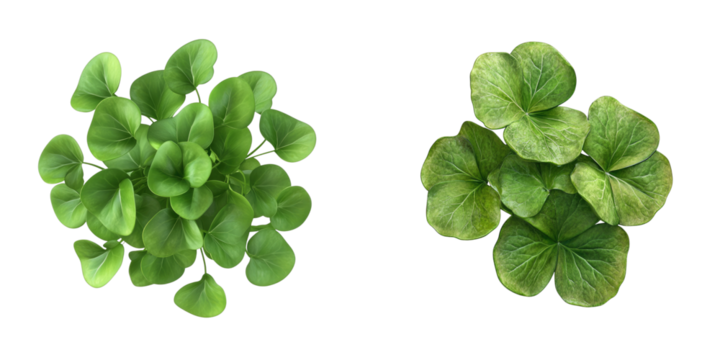 Set of fresh watercress isolated on transparent background