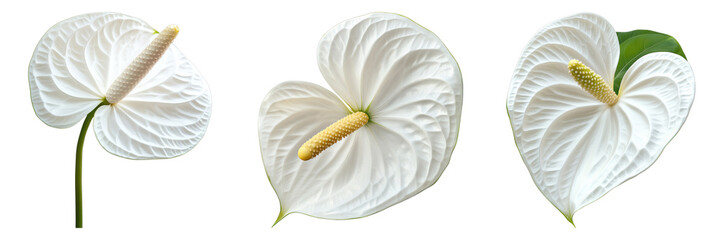 Set of white anthurium flower isolated on transparent background