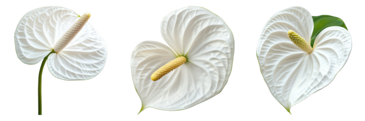 Set of white anthurium flower isolated on transparent background