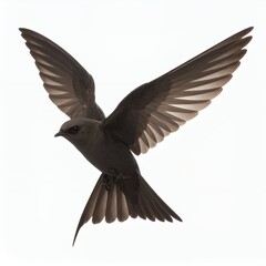 Obraz premium Graceful swift soars, displaying open wings, a symbol of freedom and agility on white background