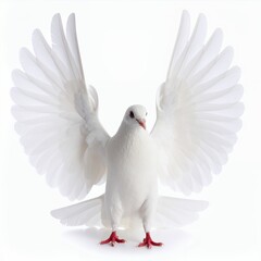 Obraz premium A pristine white dove displaying its open wings in a graceful pose on white background