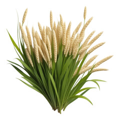 Ornamental Grasses with Wheat-Like Seed Heads