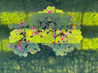 Bright green and pink water lilies under the sun for relaxing and zen atmosphere to calm your soul
