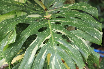 Close-up of monstera leaf in sunlight, showcasing natural monstera leaf texture and tropical monstera leaf pattern for botanical backgrounds