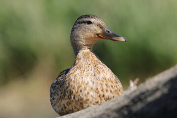 Portrait of mallard duck female