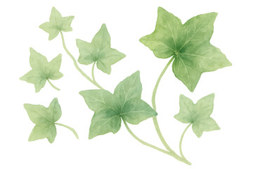 Fototapeta premium Watercolor painting featuring detailed ivy leaves on a transparent background, perfect for nature-themed designs