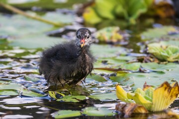 Fluffy baby bird on lily pads in a pond.