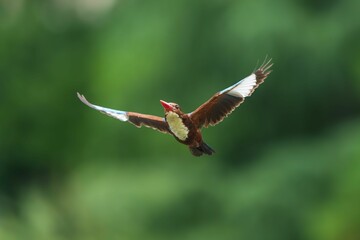 Kingfisher in Flight