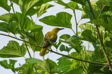 Yellow bird on a branch with green foliage.