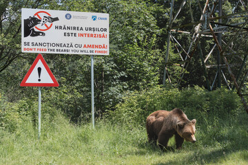 Brown bear - Ursus arctos walking under sign Don’t feed the bears. Coexistence of wildlife and...