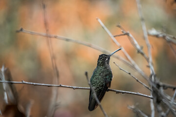 hummingbird bird sitting on branch in Costa Rica wildlife avian