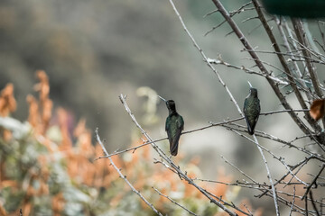 hummingbird bird sitting on branch in Costa Rica wildlife avian